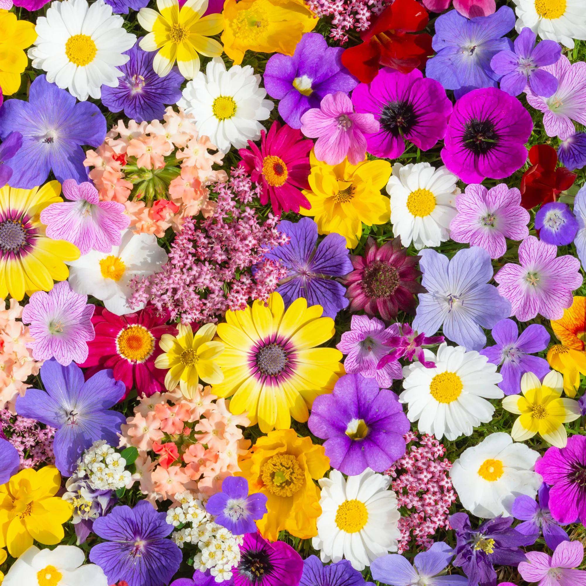 Πολυτελής botanical σύνθεση με λευκά και τριανταφυλλί άνθη, Ανθοπωλείο «Ιωάννης»